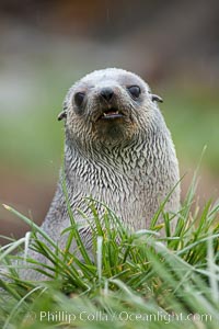 Antarctic fur seal, Arctocephalus gazella, Fortuna Bay