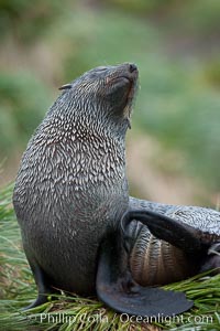 Antarctic fur seal, Arctocephalus gazella, Fortuna Bay