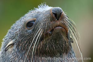 Antarctic fur seal, adult male (bull), showing distinctive pointed snout and long whiskers that are typical of many fur seal species, Arctocephalus gazella, Fortuna Bay