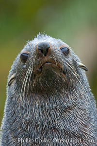 Antarctic fur seal, adult male (bull), showing distinctive pointed snout and long whiskers that are typical of many fur seal species, Arctocephalus gazella, Fortuna Bay