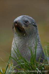 Antarctic fur seal on tussock grass, Arctocephalus gazella, Fortuna Bay