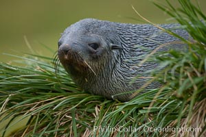 Antarctic fur seal on tussock grass, Arctocephalus gazella, Fortuna Bay