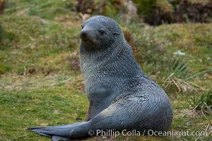 Antarctic fur seal, Arctocephalus gazella, Fortuna Bay