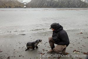 A curious Antarctic fur seal pup on the beach at Godthul, Arctocephalus gazella