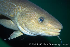 Pacific cod, a voracious predator, ranges north to the Bering Strait between Siberia and Alaska, living and feeding near the ocean bottom, Gadus macrocephalus