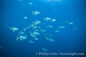 Gaff-top pompano, Sea of Cortez