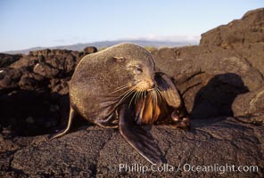 Galapagos fur seal, Arctocephalus galapagoensis, James Island