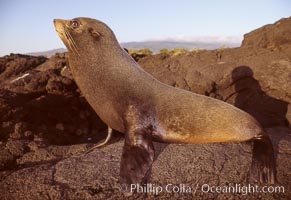 Galapagos fur seal.