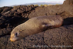 Galapagos fur seal, Arctocephalus galapagoensis, James Island