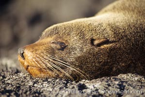 Galapagos fur seal, Arctocephalus galapagoensis, James Island