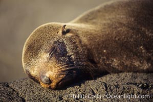 Galapagos fur seal, Arctocephalus galapagoensis, James Island