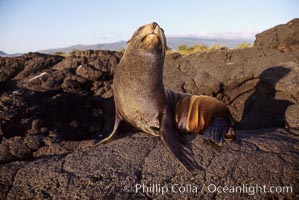 Galapagos fur seal, Arctocephalus galapagoensis, James Island