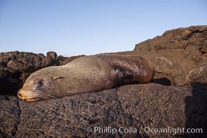 Galapagos fur seal, Arctocephalus galapagoensis, James Island