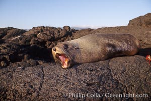 Galapagos fur seal, Arctocephalus galapagoensis, James Island