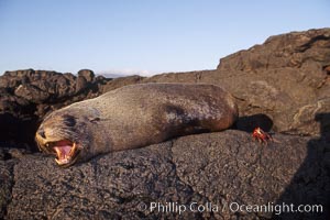 Galapagos fur seal, Arctocephalus galapagoensis, James Island