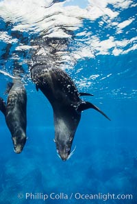 Galapagos fur seal, Arctocephalus galapagoensis, Darwin Island