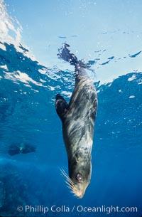 Galapagos fur seal. Darwin Island, Galapagos Islands, Ecuador, Arctocephalus galapagoensis, natural history stock photograph, photo id 01574
