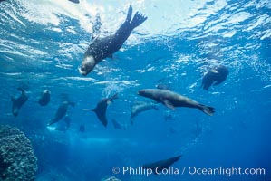 Galapagos fur seal, Arctocephalus galapagoensis, Darwin Island