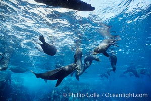 Galapagos fur seal. Darwin Island, Galapagos Islands, Ecuador, Arctocephalus galapagoensis, natural history stock photograph, photo id 01579