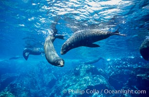 Galapagos fur seal, Arctocephalus galapagoensis, Darwin Island