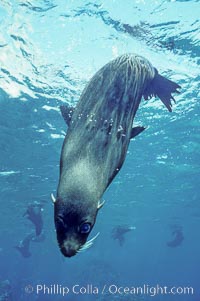 Galapagos fur seal, Arctocephalus galapagoensis, Darwin Island