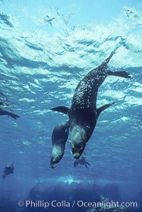 Galapagos fur seal, Arctocephalus galapagoensis, Darwin Island