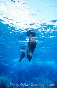 Galapagos fur seal, Arctocephalus galapagoensis, Darwin Island