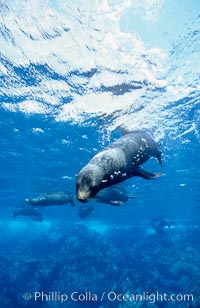 Galapagos fur seal. Darwin Island, Galapagos Islands, Ecuador, Arctocephalus galapagoensis, natural history stock photograph, photo id 01584