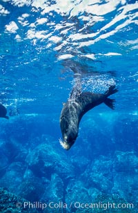 Galapagos fur seal, Arctocephalus galapagoensis, Darwin Island