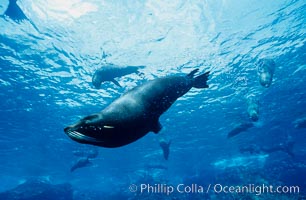 Galapagos fur seal, Arctocephalus galapagoensis, Darwin Island