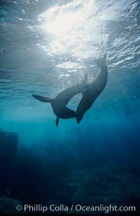 Galapagos fur seal, Arctocephalus galapagoensis, Darwin Island