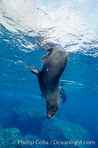 Galapagos fur seal, Arctocephalus galapagoensis, Darwin Island