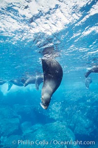 Galapagos fur seal, Arctocephalus galapagoensis, Darwin Island