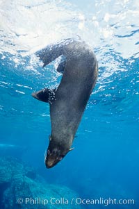 Galapagos fur seal, Arctocephalus galapagoensis, Darwin Island