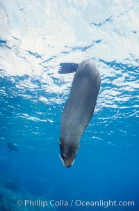 Galapagos fur seal. Darwin Island, Galapagos Islands, Ecuador, Arctocephalus galapagoensis, natural history stock photograph, photo id 01591