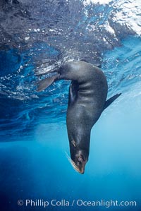 Galapagos fur seal. Wolf Island, Galapagos Islands, Ecuador, Arctocephalus galapagoensis, natural history stock photograph, photo id 01592