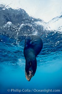 Galapagos fur seal. Wolf Island, Galapagos Islands, Ecuador, Arctocephalus galapagoensis, natural history stock photograph, photo id 01593