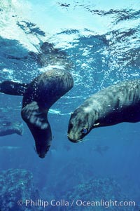 Galapagos fur seal. Darwin Island, Galapagos Islands, Ecuador, Arctocephalus galapagoensis, natural history stock photograph, photo id 01594