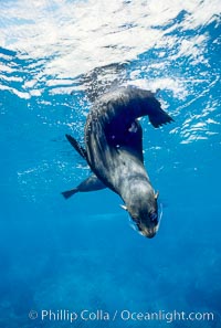 Galapagos fur seal, Arctocephalus galapagoensis, Darwin Island