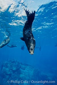 Galapagos fur seal, Arctocephalus galapagoensis, Darwin Island