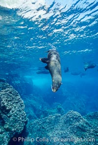 Galapagos fur seal. Darwin Island, Galapagos Islands, Ecuador, Arctocephalus galapagoensis, natural history stock photograph, photo id 01600