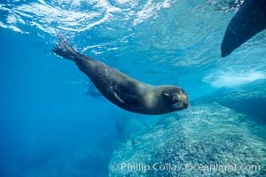 Galapagos fur seal, Arctocephalus galapagoensis, Darwin Island