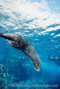 Galapagos fur seal. Darwin Island, Galapagos Islands, Ecuador, Arctocephalus galapagoensis, natural history stock photograph, photo id 01603