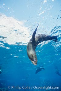 Galapagos fur seal, Arctocephalus galapagoensis, Darwin Island