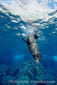 Galapagos fur seal, Arctocephalus galapagoensis, Darwin Island