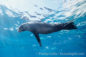 Galapagos fur seal. Darwin Island, Galapagos Islands, Ecuador, Arctocephalus galapagoensis, natural history stock photograph, photo id 01606