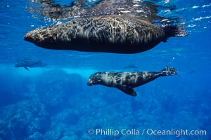 Galapagos fur seal, Arctocephalus galapagoensis, Darwin Island