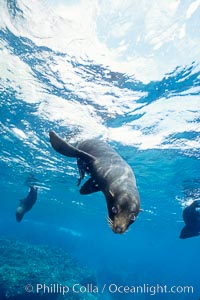 Galapagos fur seal, Arctocephalus galapagoensis, Darwin Island