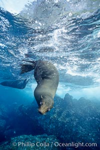 Galapagos fur seal. Darwin Island, Galapagos Islands, Ecuador, Arctocephalus galapagoensis, natural history stock photograph, photo id 01609
