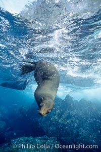 Galapagos fur seal, Arctocephalus galapagoensis, Darwin Island